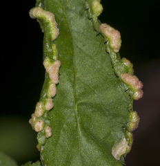 Eriophyes similis