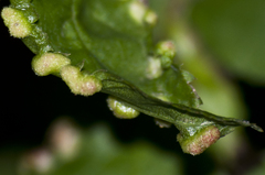 Eriophyes similis