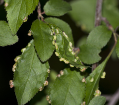 Eriophyes similis