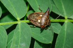 Alcimocoris coronatus