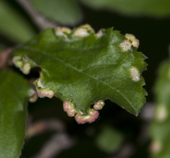 Eriophyes similis