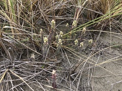 Castilleja exserta latifolia
