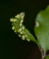 Eriophyes similis