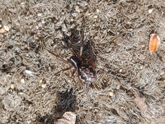 Steatoda albomaculata