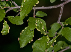 Eriophyes similis