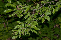 Eriophyes similis