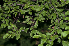 Eriophyes similis