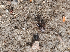 Steatoda albomaculata