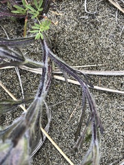 Castilleja exserta latifolia