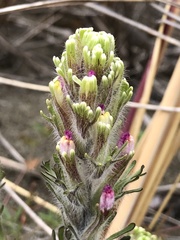 Castilleja exserta latifolia