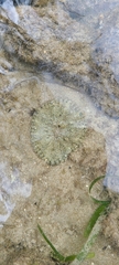 Actinostella flosculifera