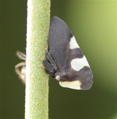 Membracis caquetensis