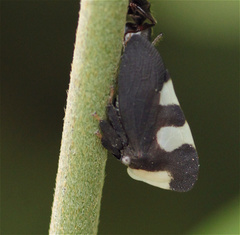 Membracis caquetensis