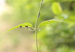 Membracis caquetensis