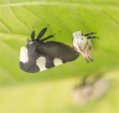 Membracis caquetensis