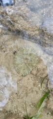 Actinostella flosculifera