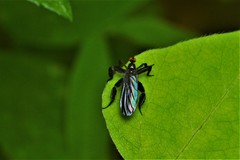 Rhamphomyia longicauda