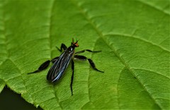 Rhamphomyia longicauda