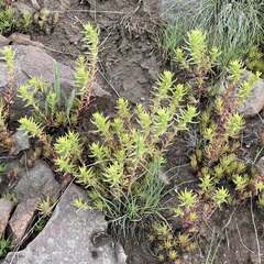 Sedum stenopetalum