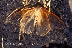 Heliconisa pagenstecheri