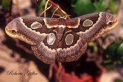 Rothschildia schreiteriana