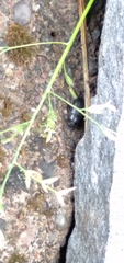 Blapstinus discolor