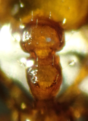 Temnothorax caguatan