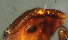 Temnothorax caguatan