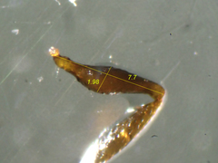 Temnothorax caguatan