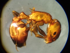 Temnothorax caguatan