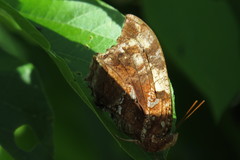 Hypna clytemnestra