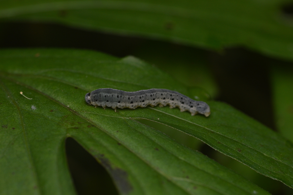 Macrophya simillima