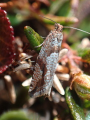 Ancylis uncella