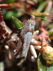 Ancylis uncella