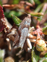 Ancylis uncella