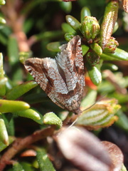 Ancylis uncella