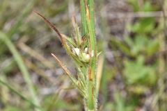 Scleria bellii