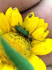 Anogcodes seladonius