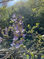 Paulownia tomentosa