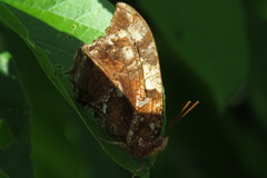 Hypna clytemnestra