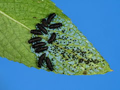 Chrysomela vigintipunctata