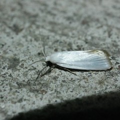 Xylorycta assimilis