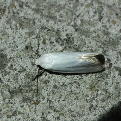 Xylorycta assimilis