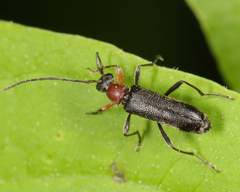 Grammoptera haematites