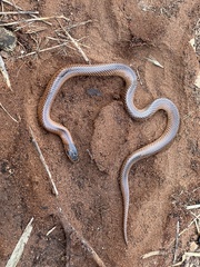 Suta nigriceps