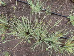 Sisyrinchium hitchcockii