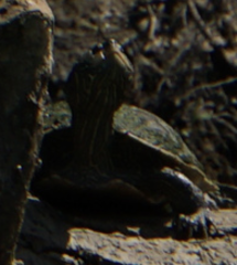 Graptemys geographica