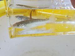 Fundulus zebrinus