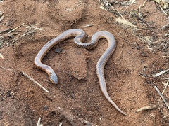 Suta nigriceps