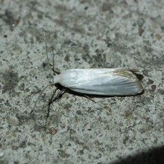 Xylorycta assimilis
